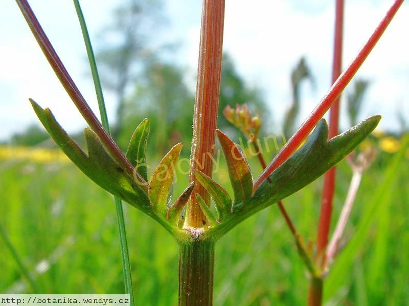 Kozlík Valeriana kořen řezaný